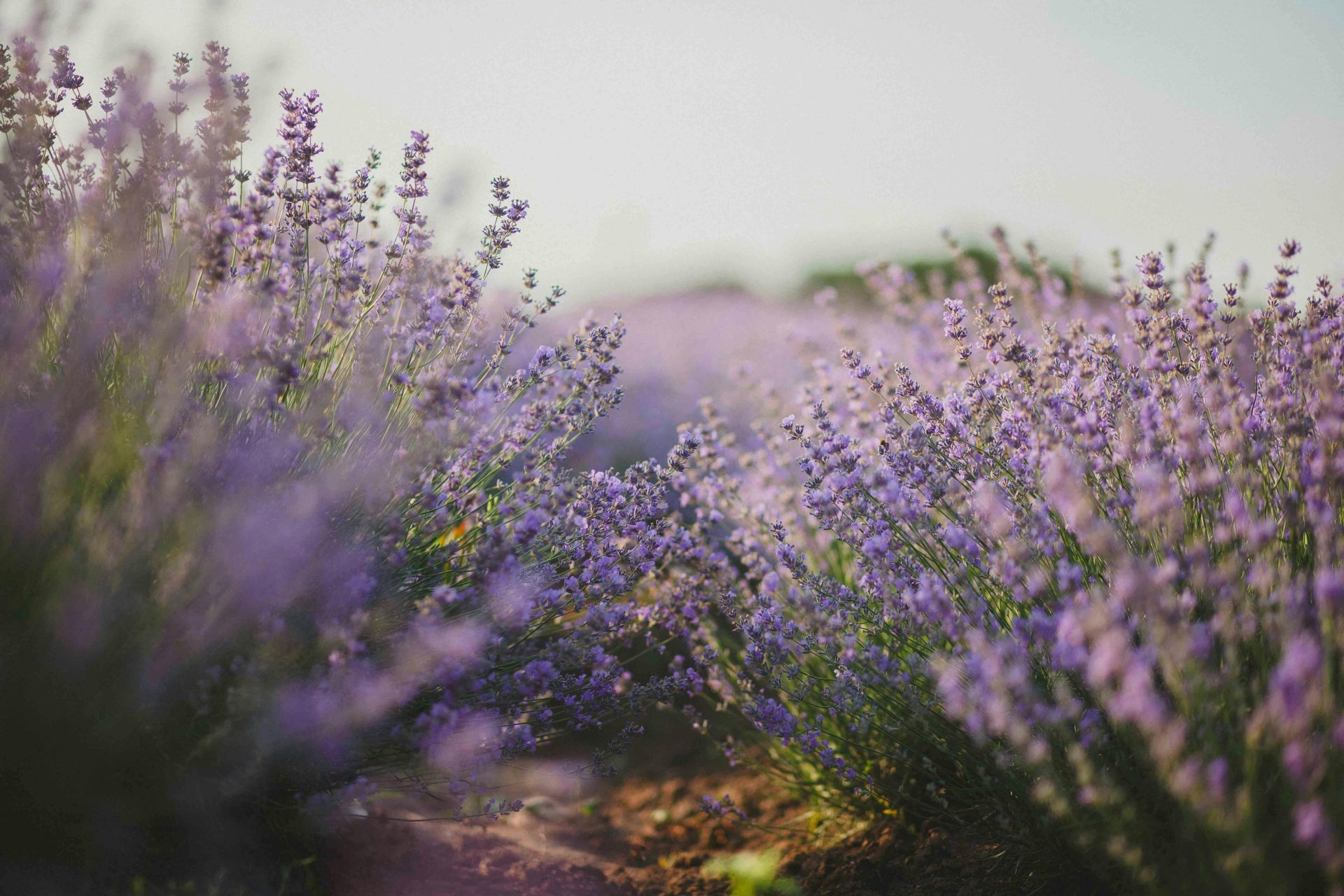 Explore the tranquil beauty of a lavender field in full bloom under the daylight.